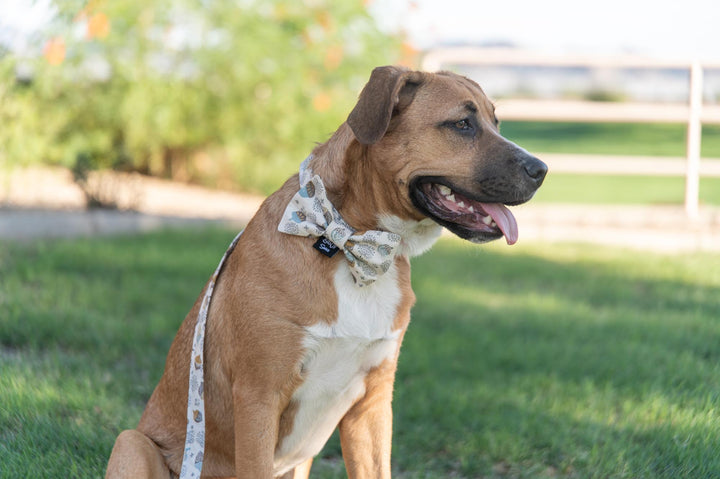 Acorns & Cream Collar