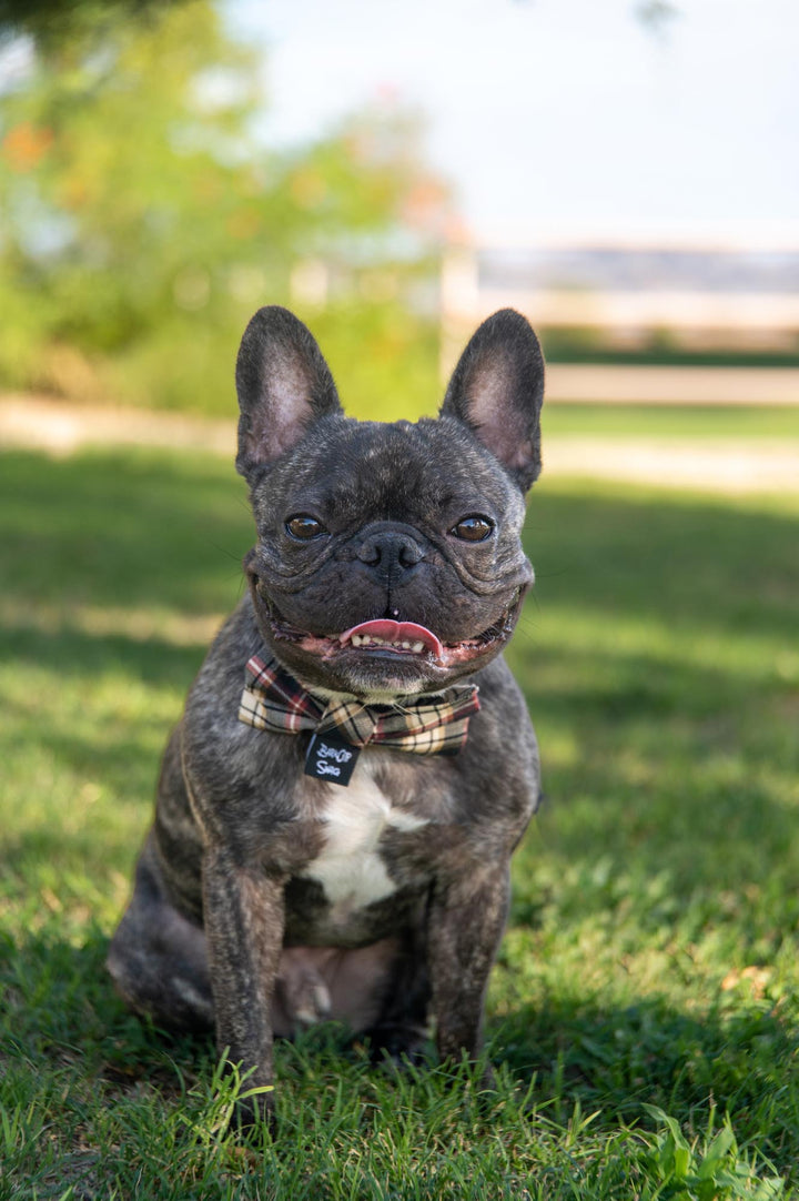 Black, Burgundy, and Cream Plaid Bow