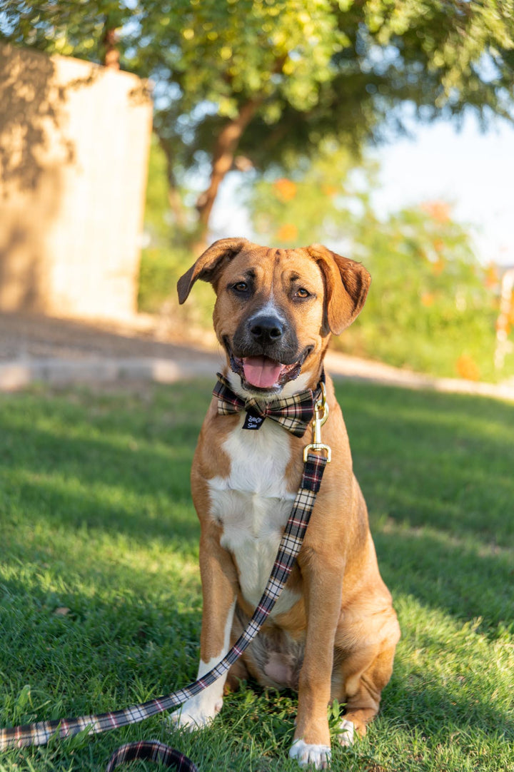 Black, Burgundy, and Cream Plaid Leash