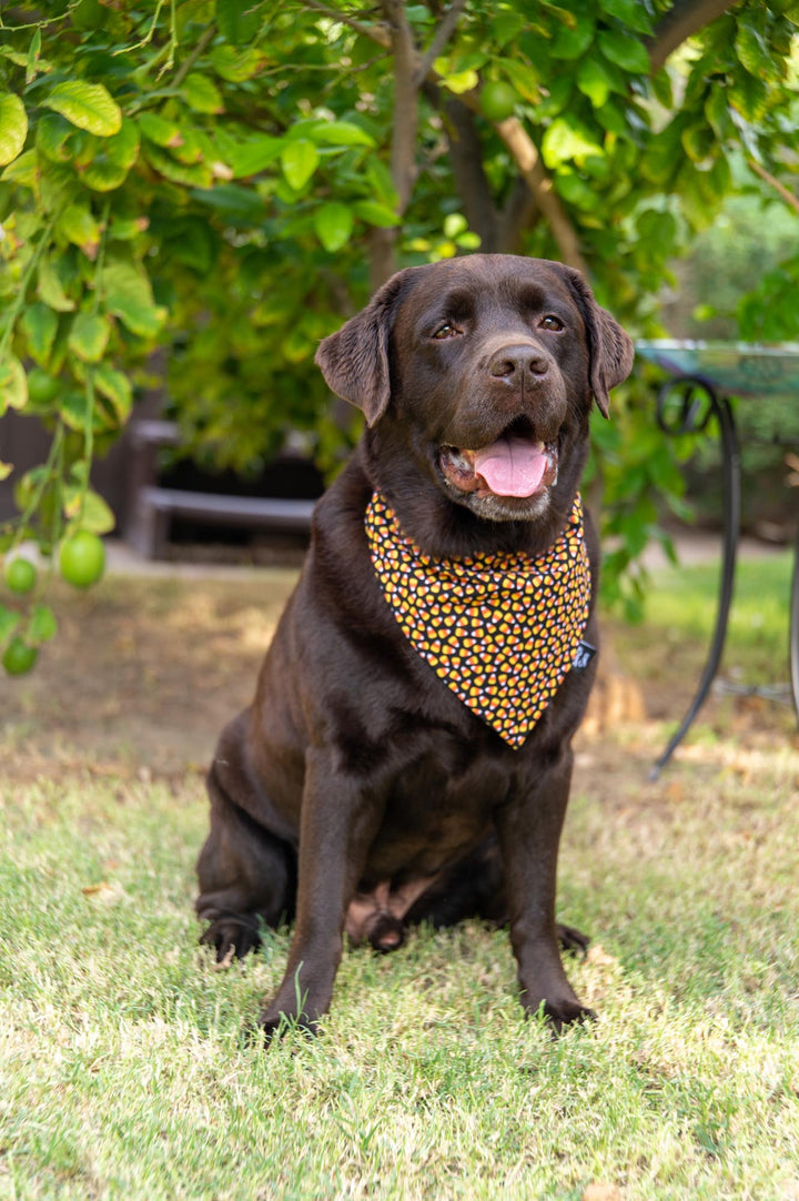 Candy Corn Mania Bandana