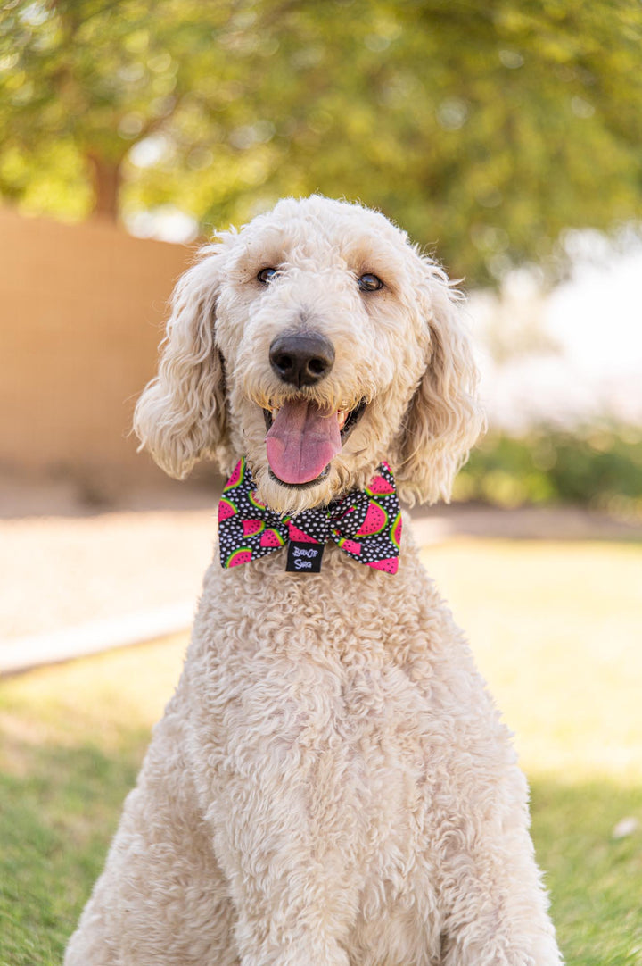 Crazy for Watermelon Bow