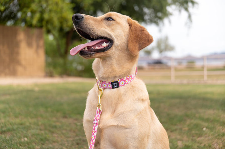 Daisies on Pink Collar