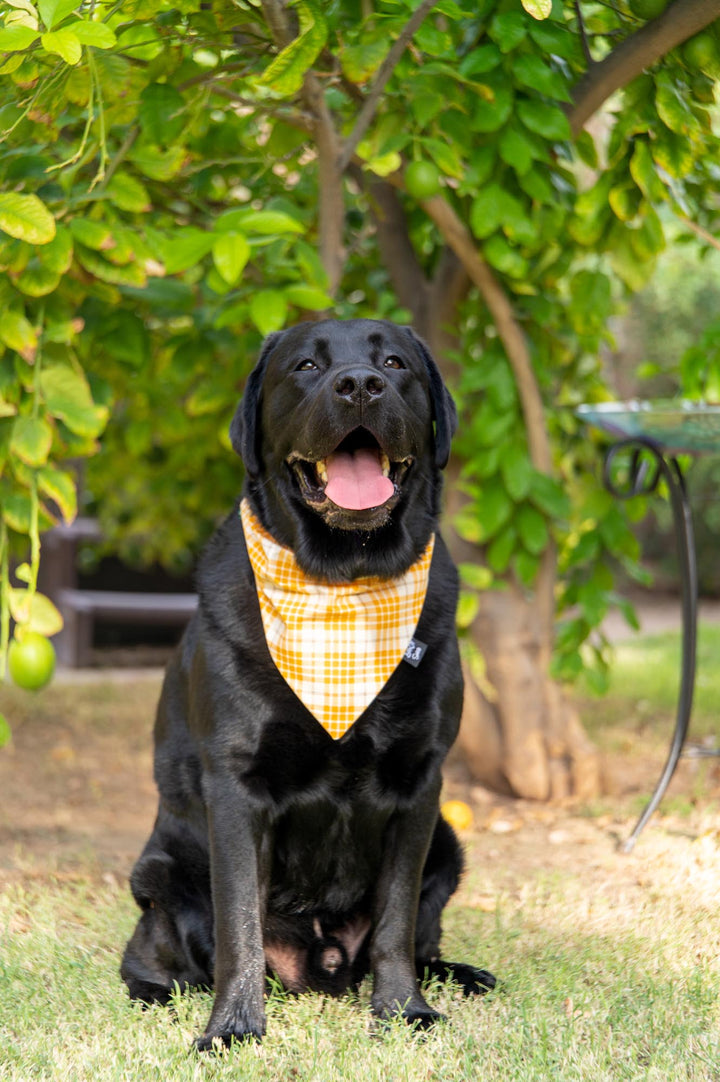 Gold Plaid Bandana