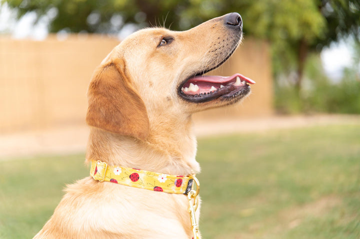 LadyBug Love Collar