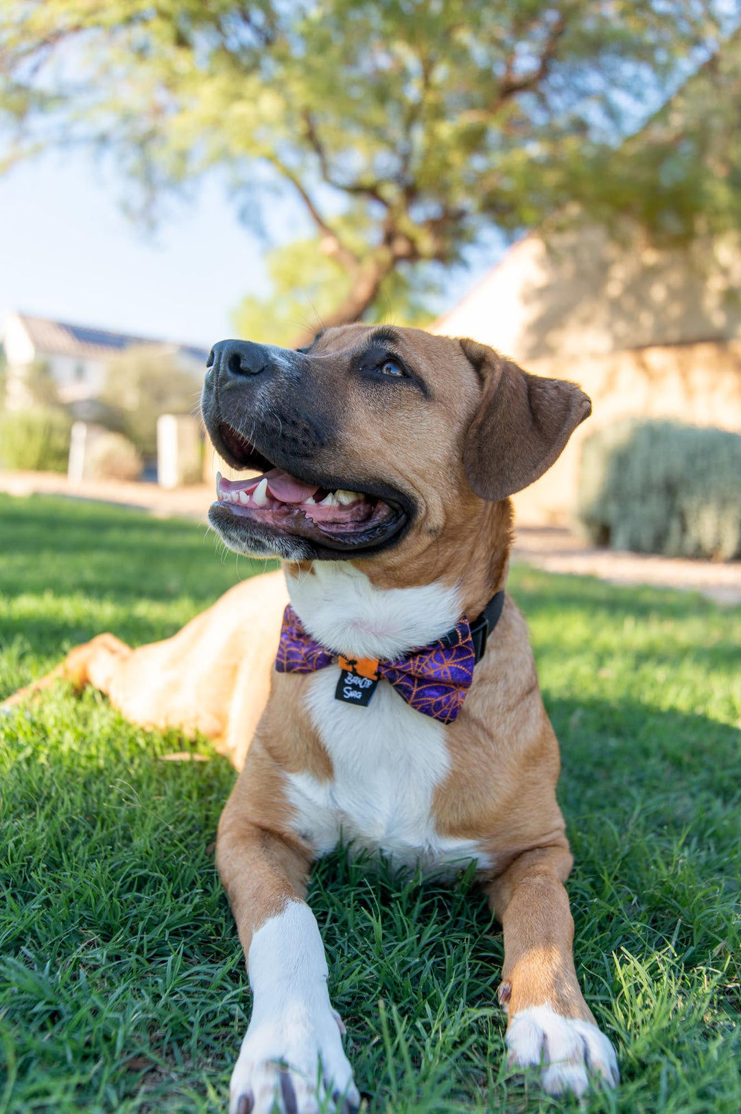 Limited Edition Purple Web Bow