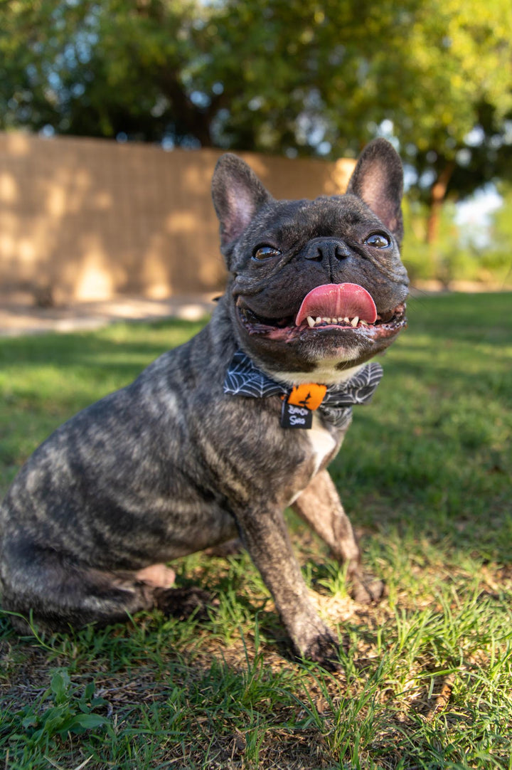 Limited Edition Black Web Bow