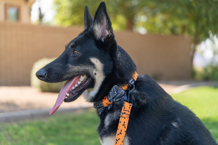 Halloween Bats Collar