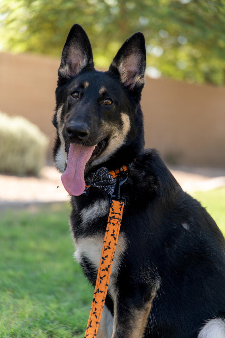Halloween Bats Leash