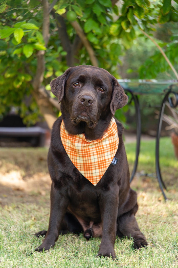 Orange Plaid Bandana