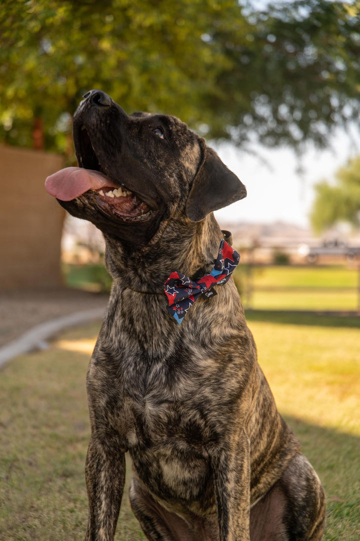 Red White and Blue Stars Bow