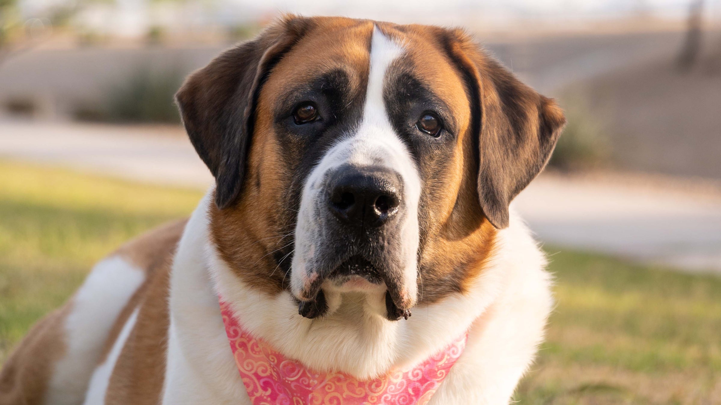 Saint Bernard portrait wearing pink bandana