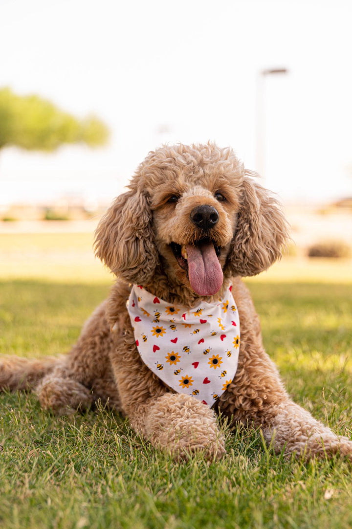 Golden Doodle wearing bee heart and sunflower bandana