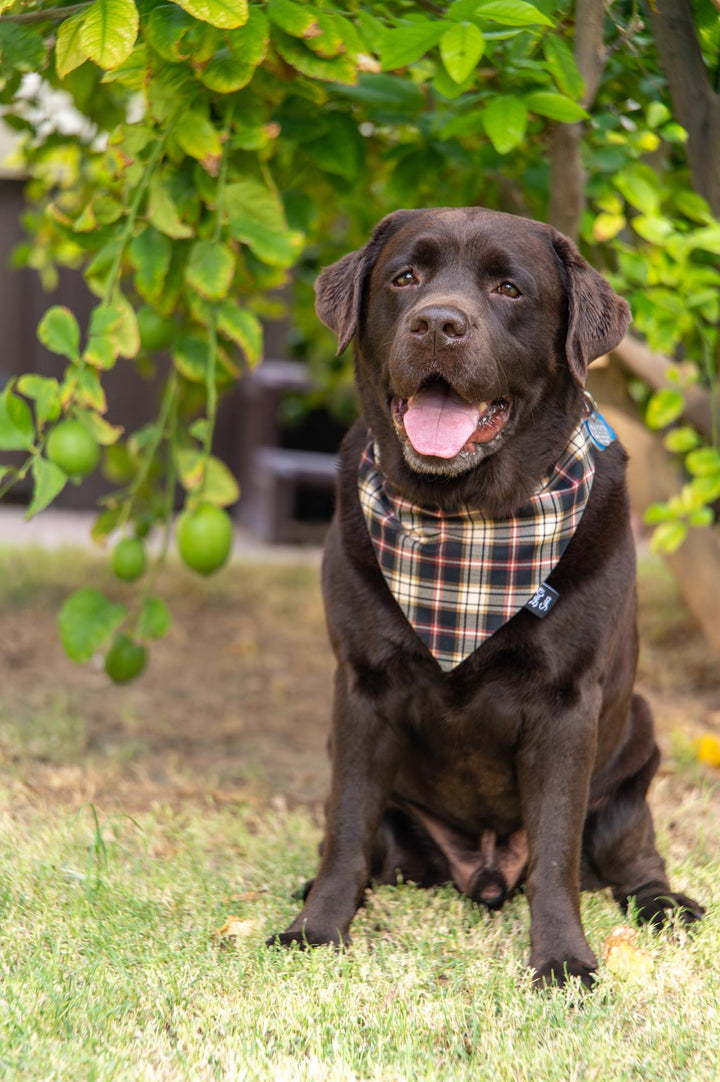 Black, Burgundy, and Cream Plaid Bandana