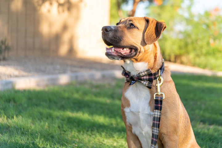 Black, Burgundy, and Cream Plaid Collar