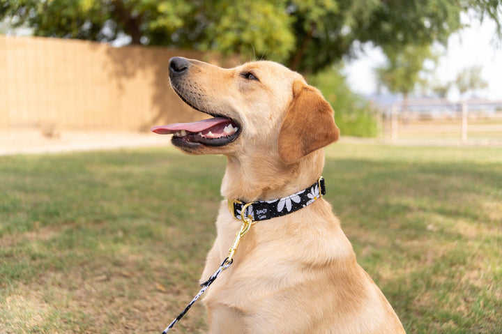 Black with White Daisies Collar