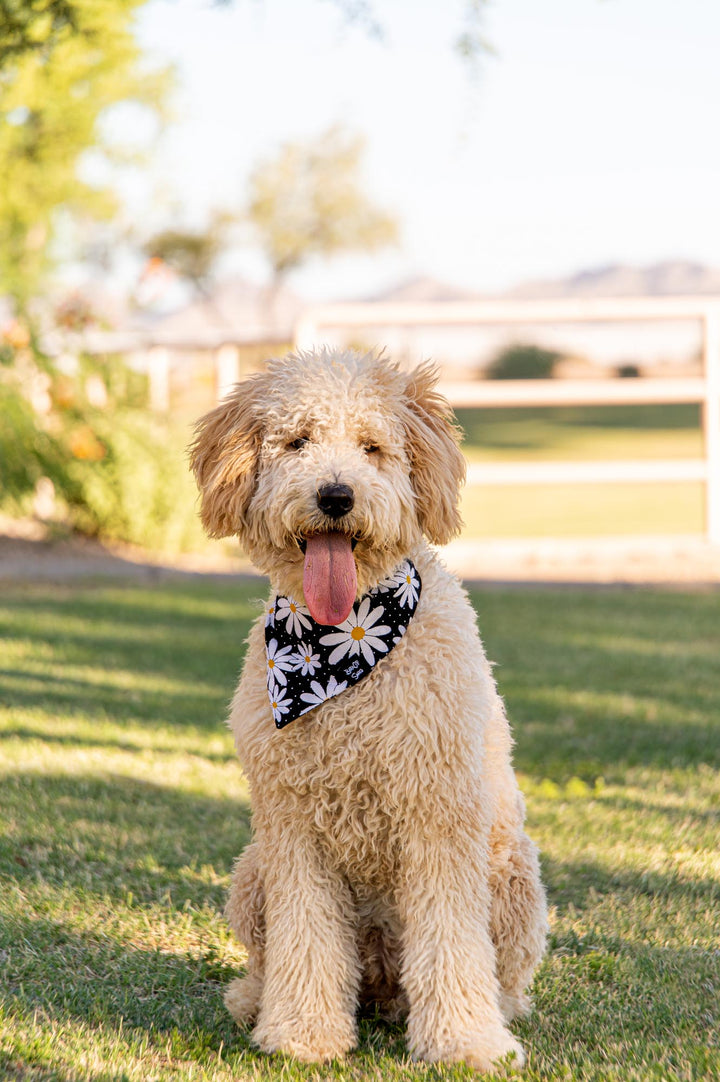 Black with White Daisies Bandana