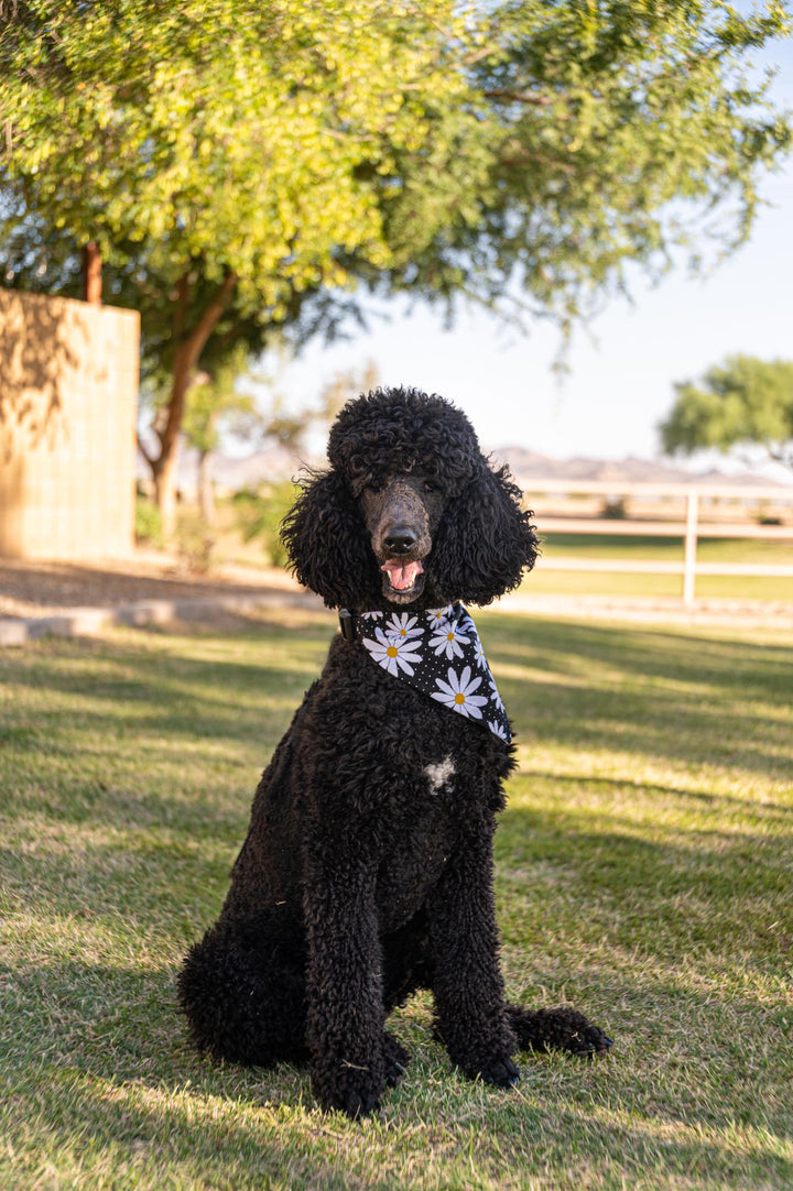 Black with White Daisies Bandana