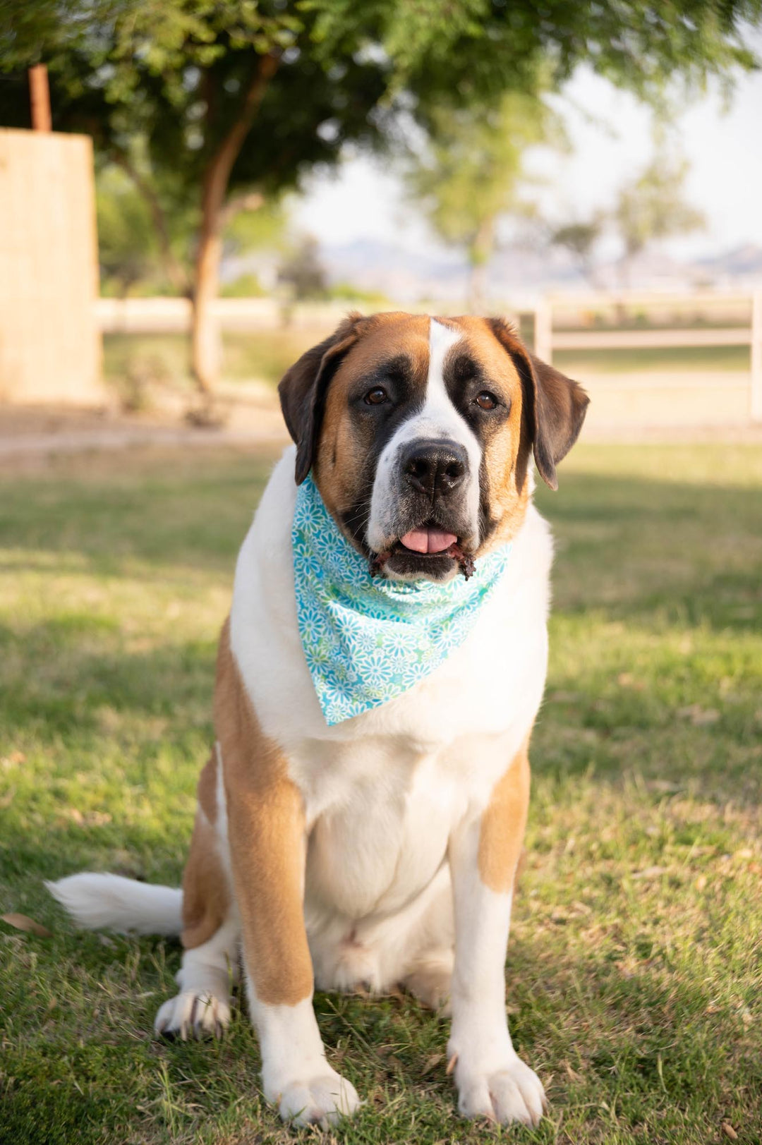 Saint Bernard wearing bandana with blue green background and flowers