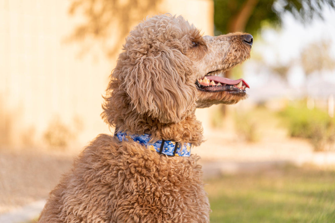 Blue and Yellow Flowers Collar