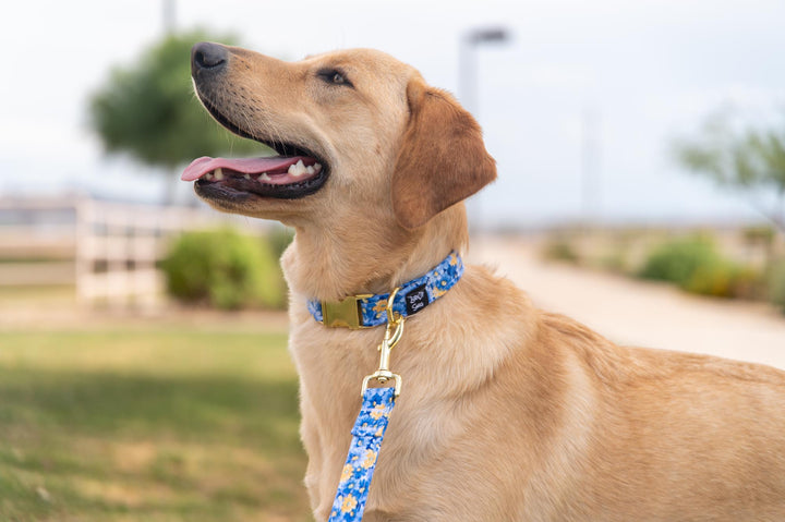 Blue and Yellow Flowers Collar