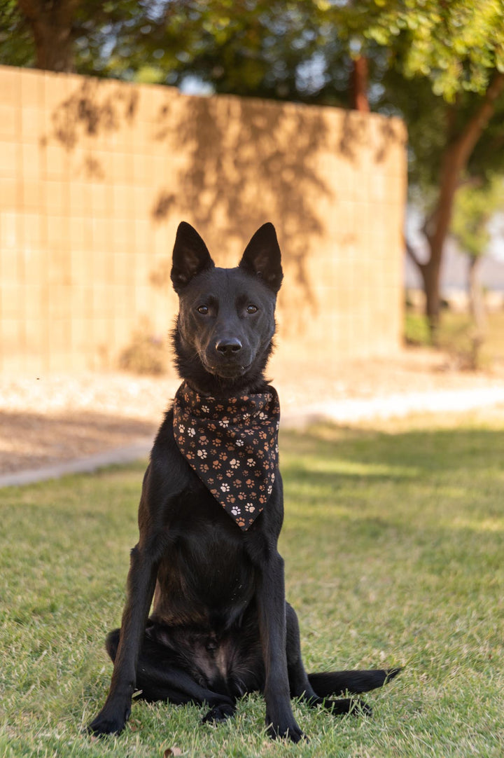 Brown & Tan PawPrints Bandana