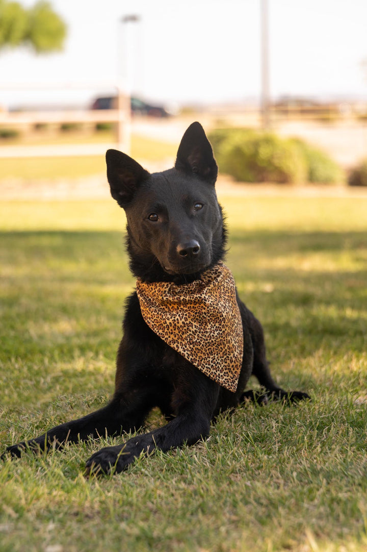 Cheetah Bandana