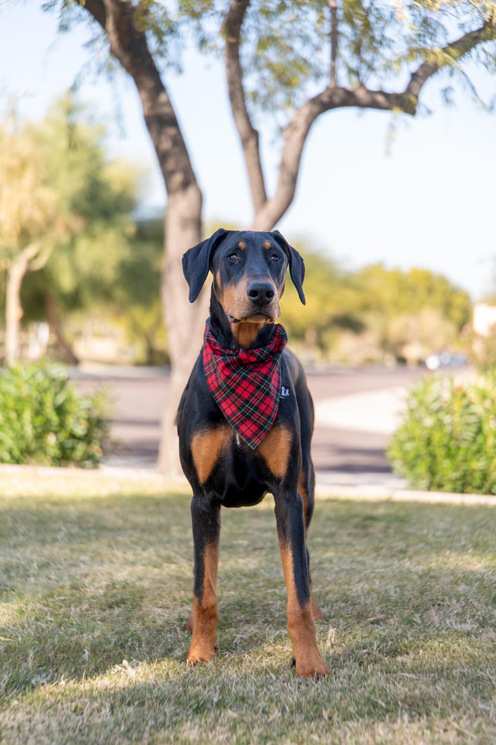 Christmas Plaid