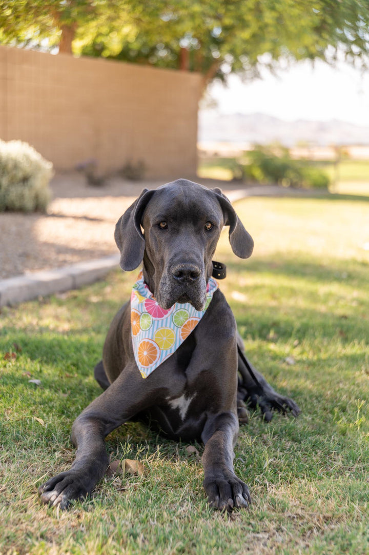 Citrus Explosion Bandana