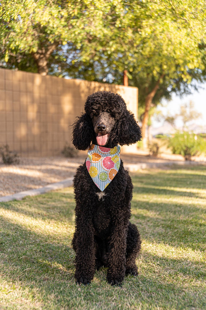 Citrus Explosion Bandana