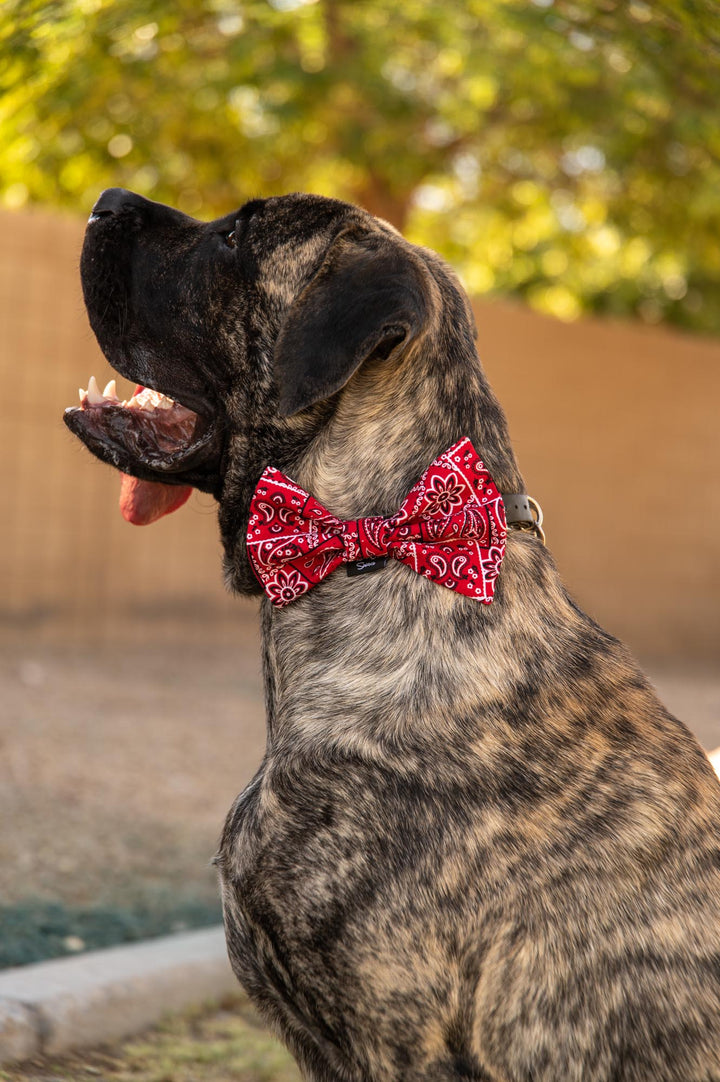 Classic Red Bandana Pattern Bow