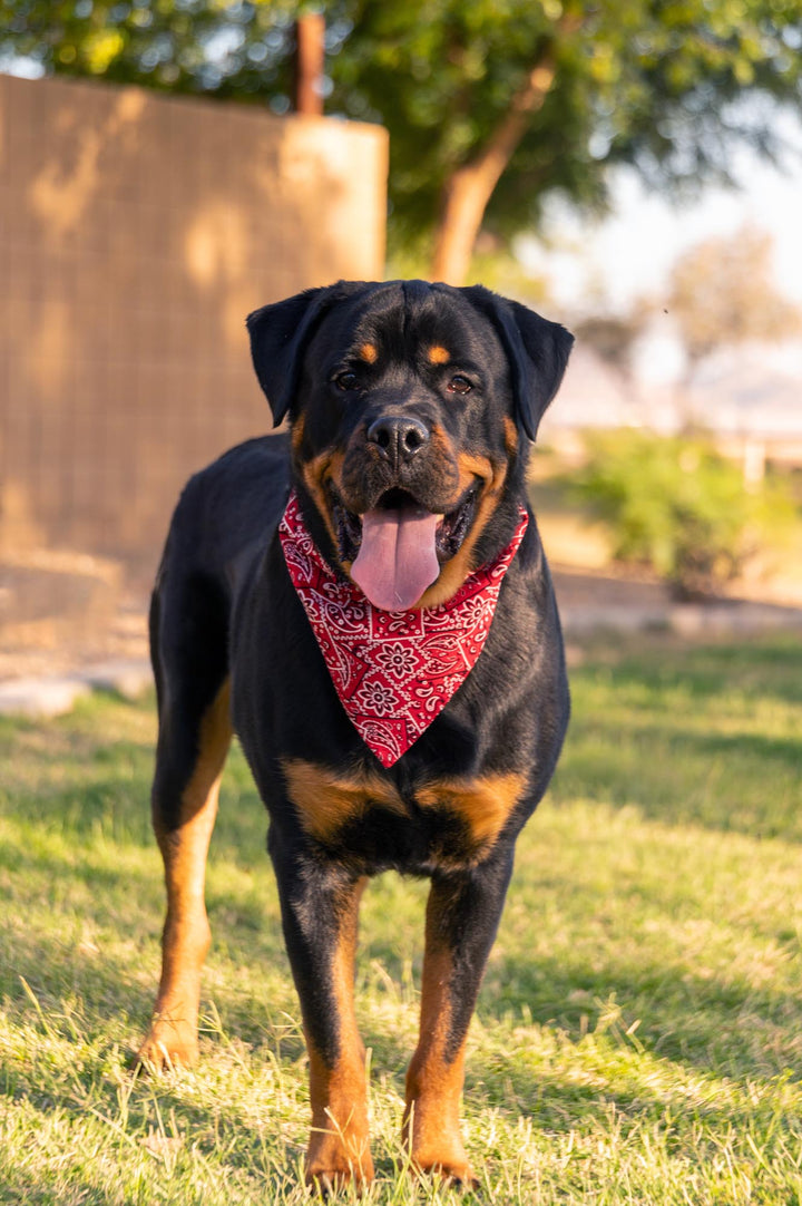 Rottweiler wearing red bandana