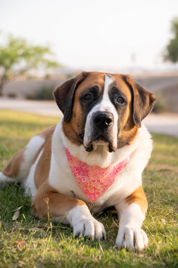 St Bernard wearing  a pink orang lavender swirl bandana