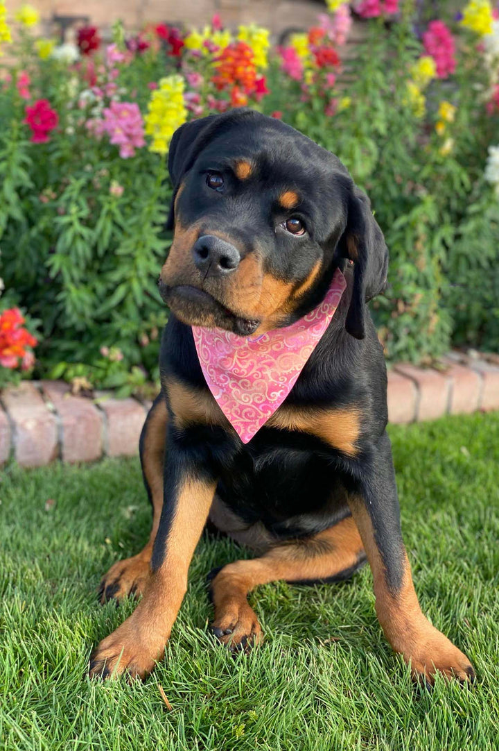 Rottweiler puppy wearing a pink orang lavender swirl bandana