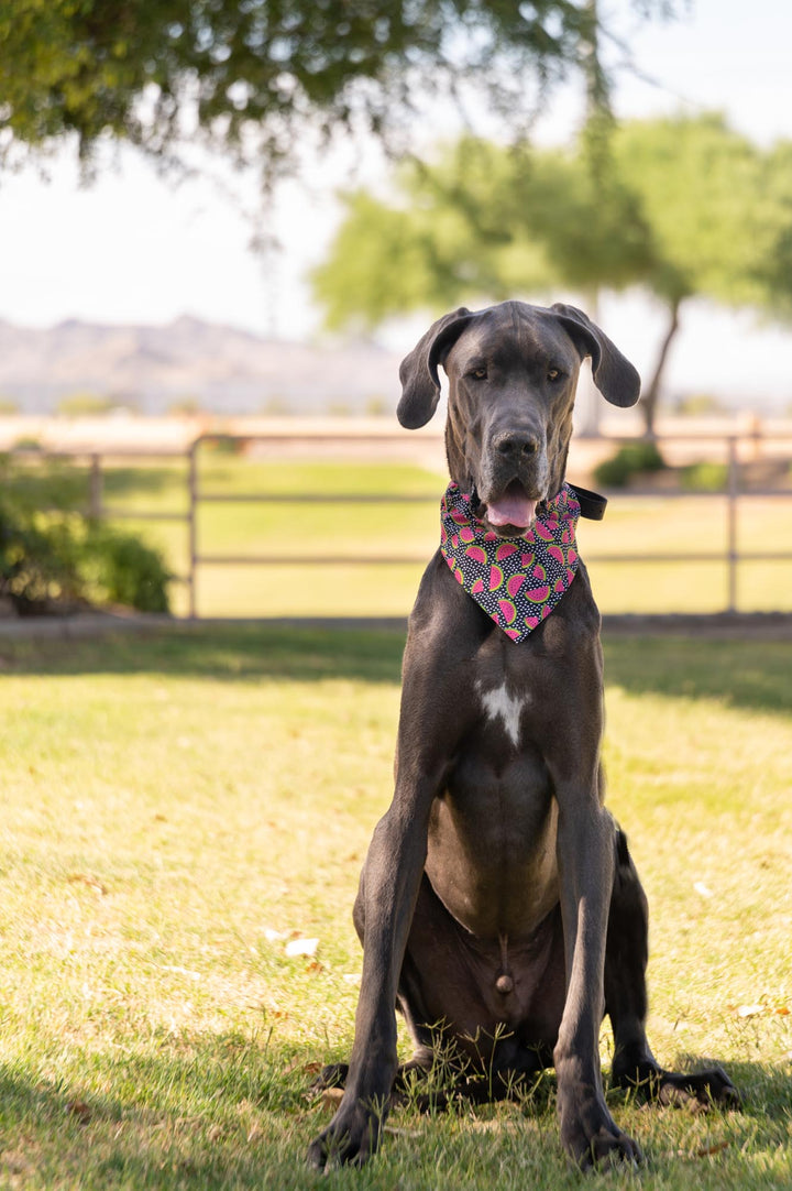 Crazy for Watermelon Bandana