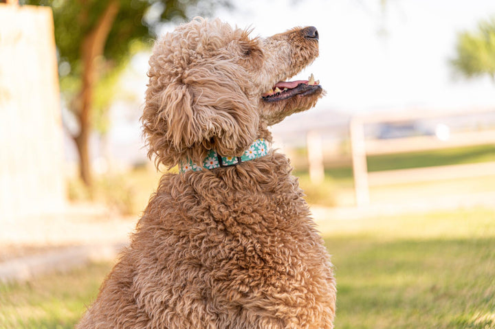 Teal Dasies Collar