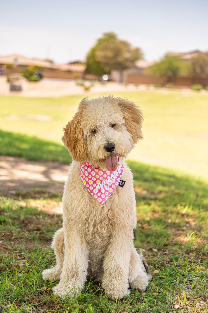 Daisies on Pink Bandana