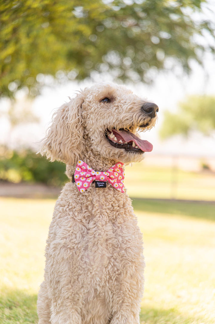 Daisies on Pink Bow