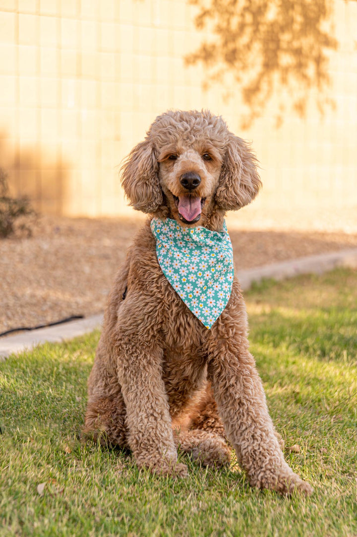 Golden Doodle wearing teal colored bandana with white daisies