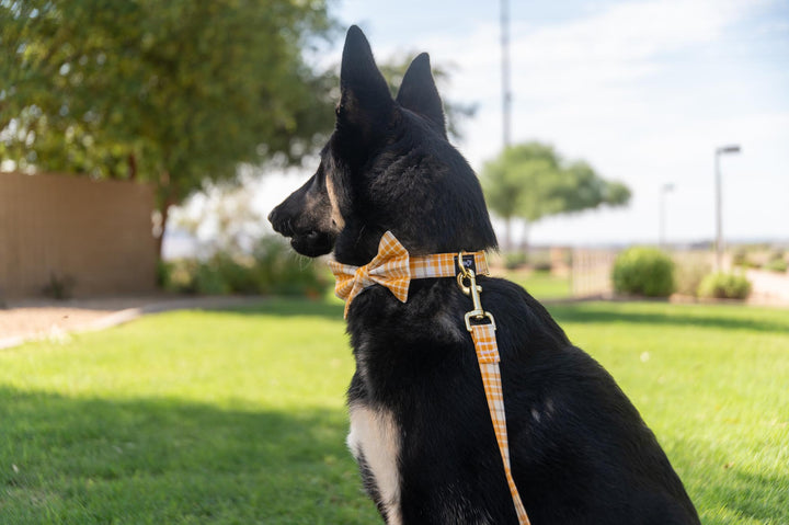 Gold Plaid Collar