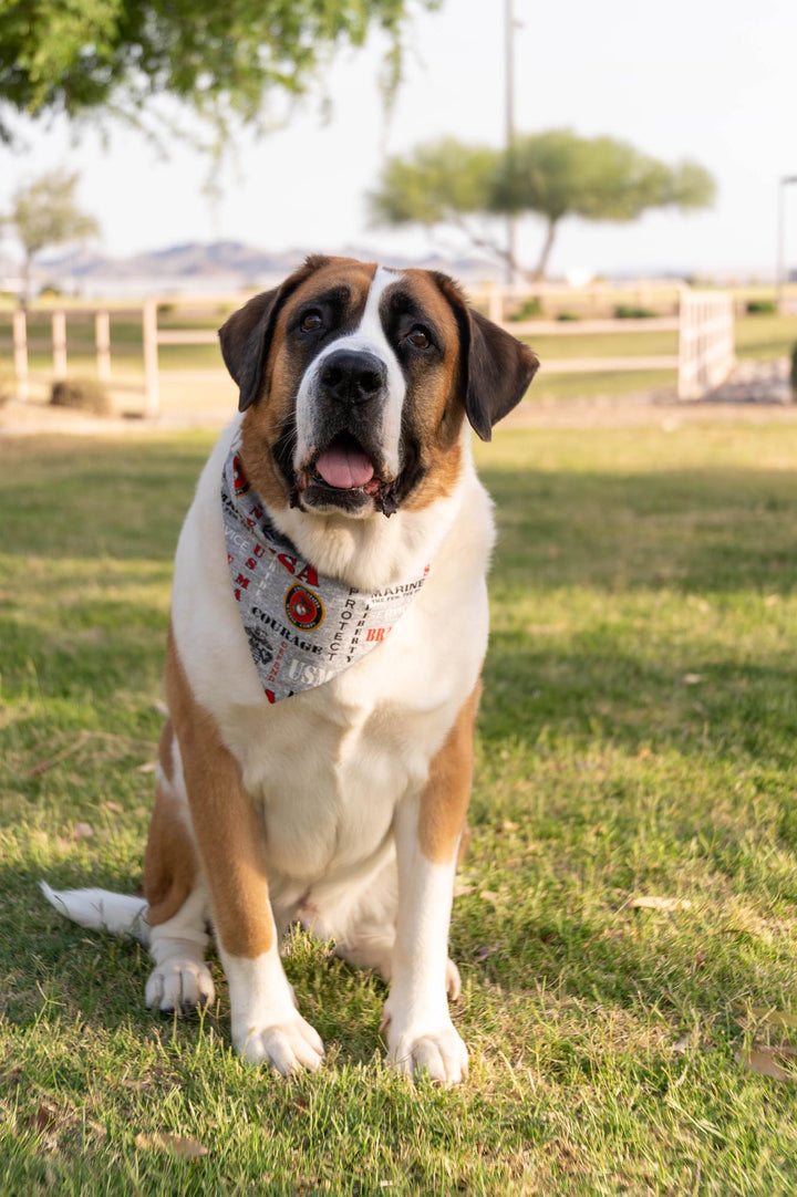 Saint Bernard wearing USMC dog bandana