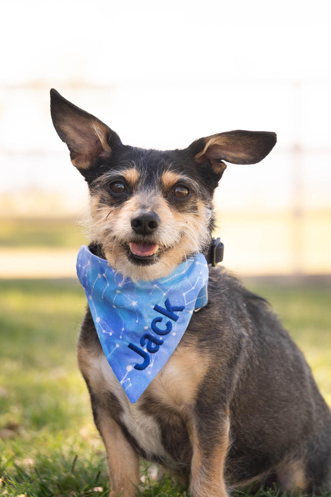 Small mix breed dog wearing blue bandana with stars and constellation pattern