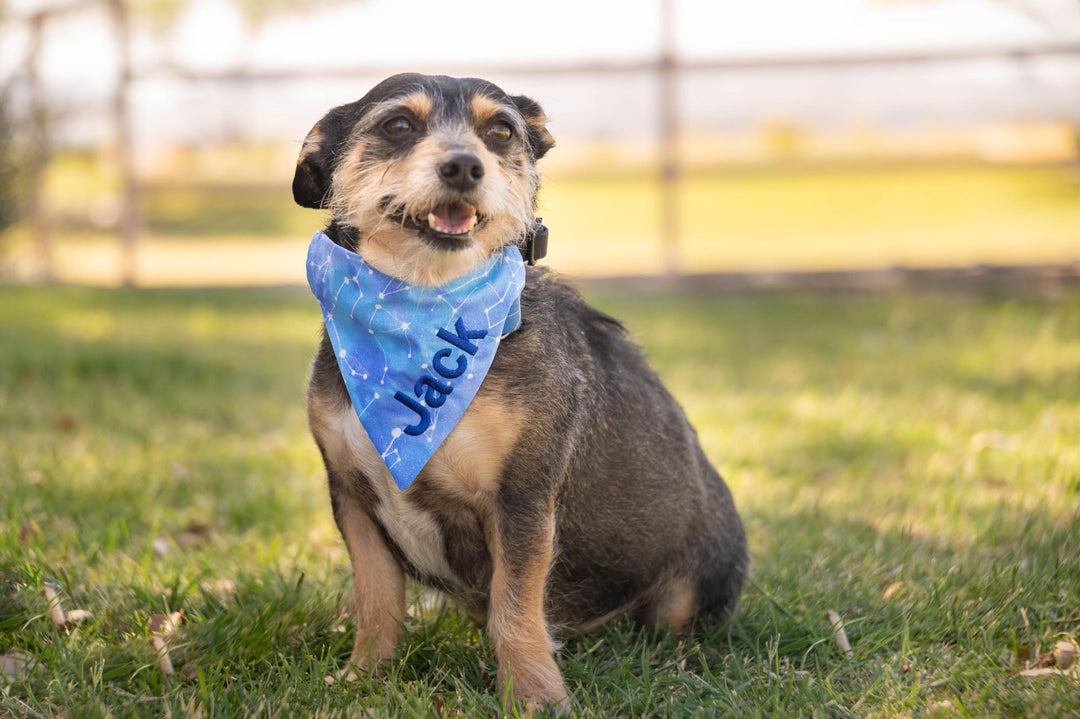 Small mix breed dog wearing blue bandana with stars and constellation pattern