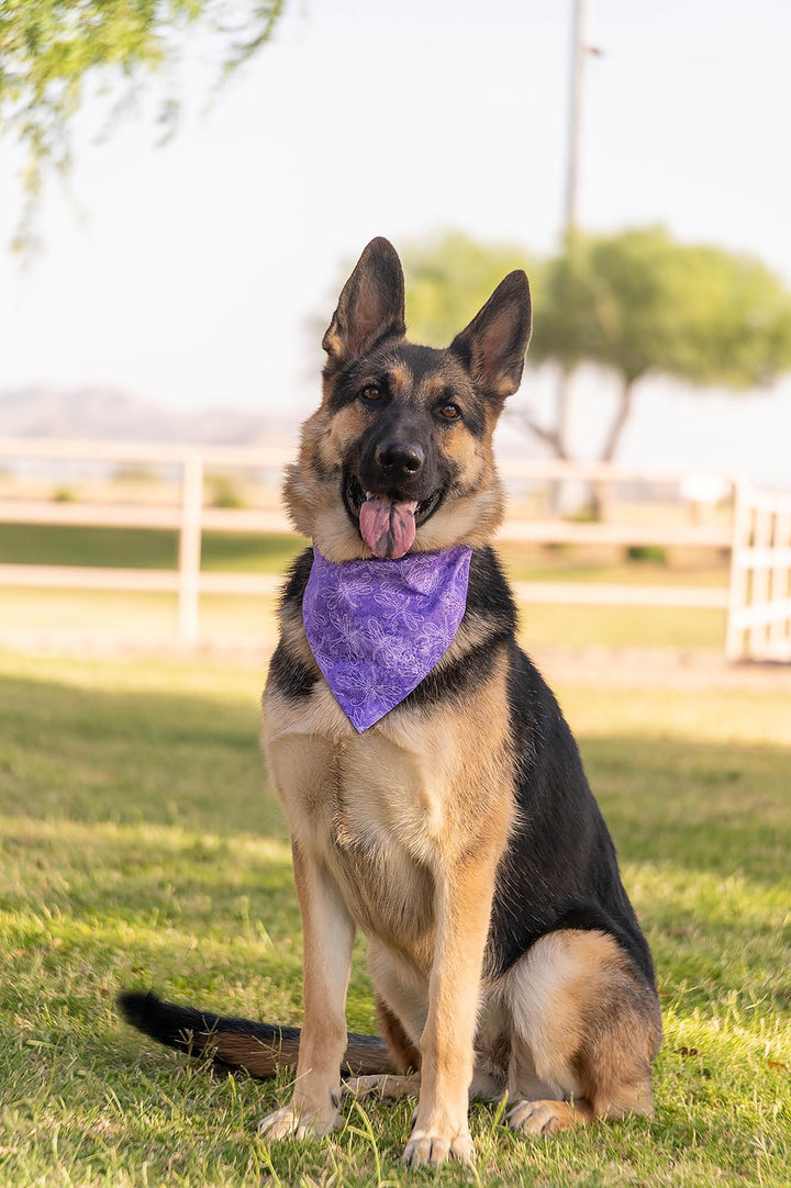 German Shepherd wearing purple dog bandana with white dragonflies