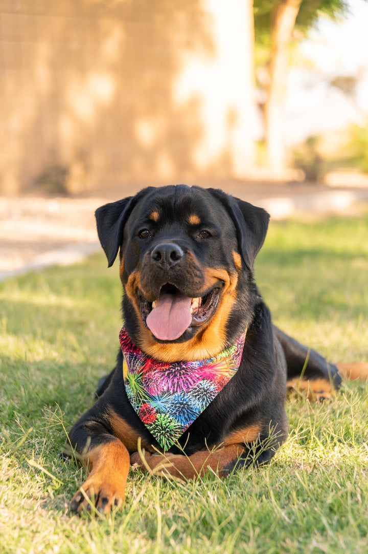 Rottweiler wearing black bandana with fireworks