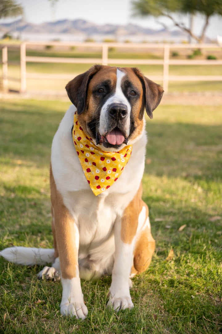 Saint bernard wearing bright yellow bandana with red lady bugs and white flowers