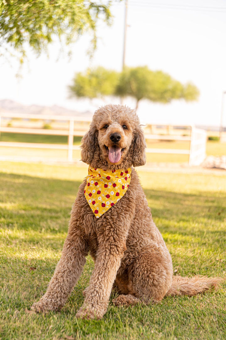 Golden Doodle wearing bright yellow bandana with red lady bugs and white flowers