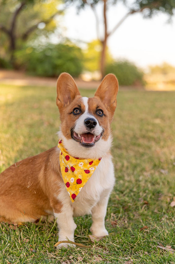 Lady Bug Love Bandana