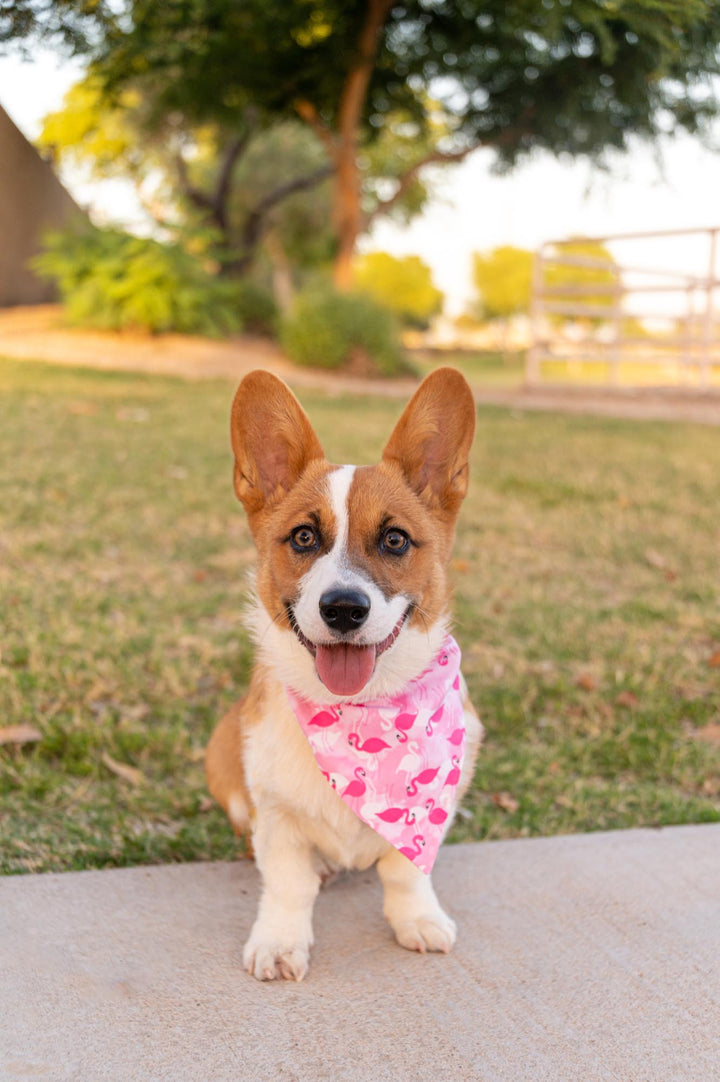 Let's Flamingle! Bandana