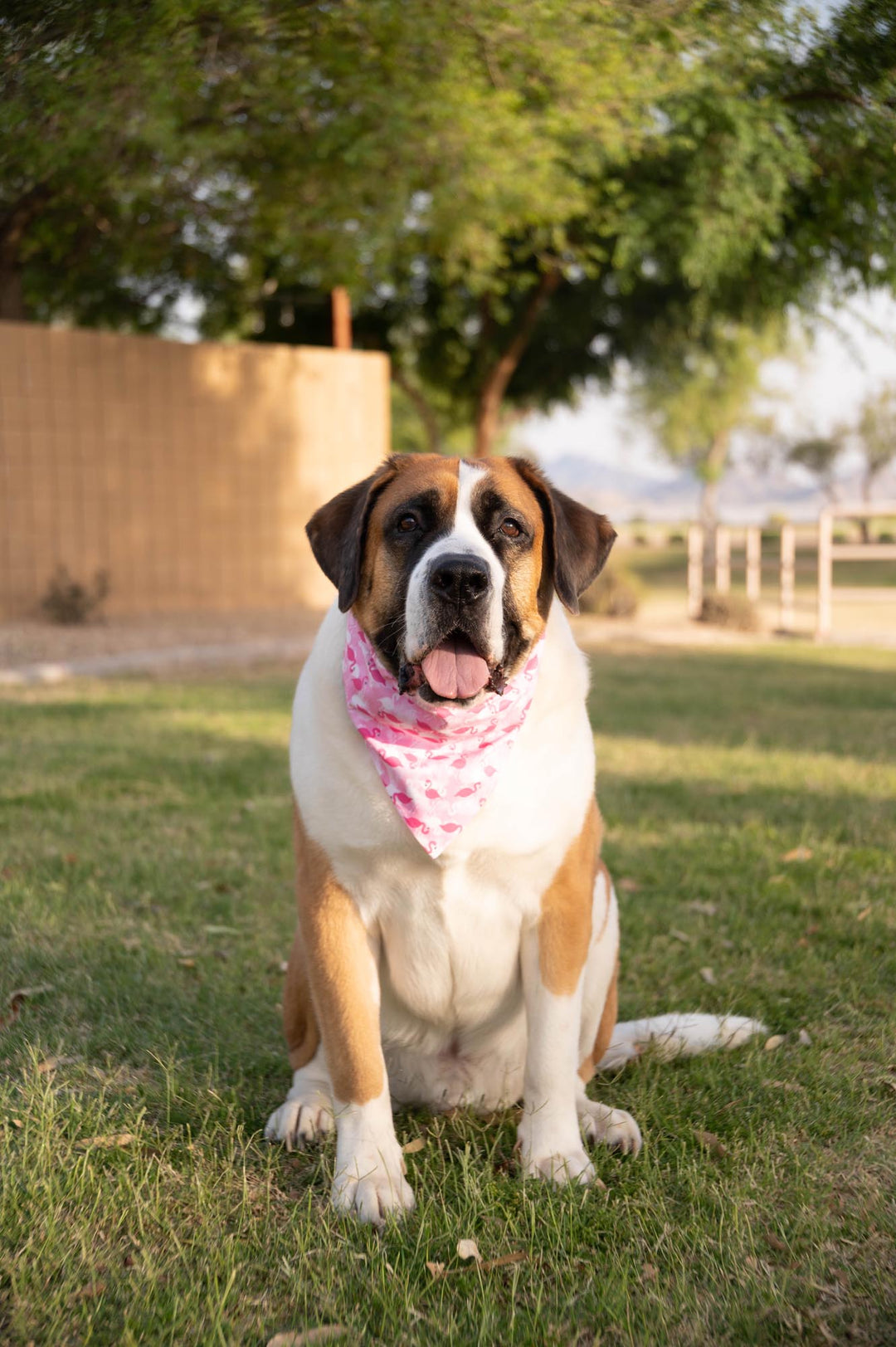 saint bernard wearing pink bandana with white and dark pink flamingos