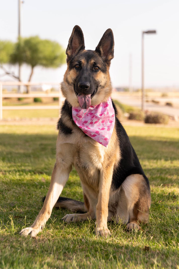 german shepherd wearing pink bandana with white and dark pink flamingos